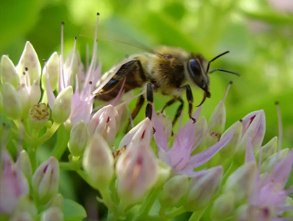 TLC Apiary