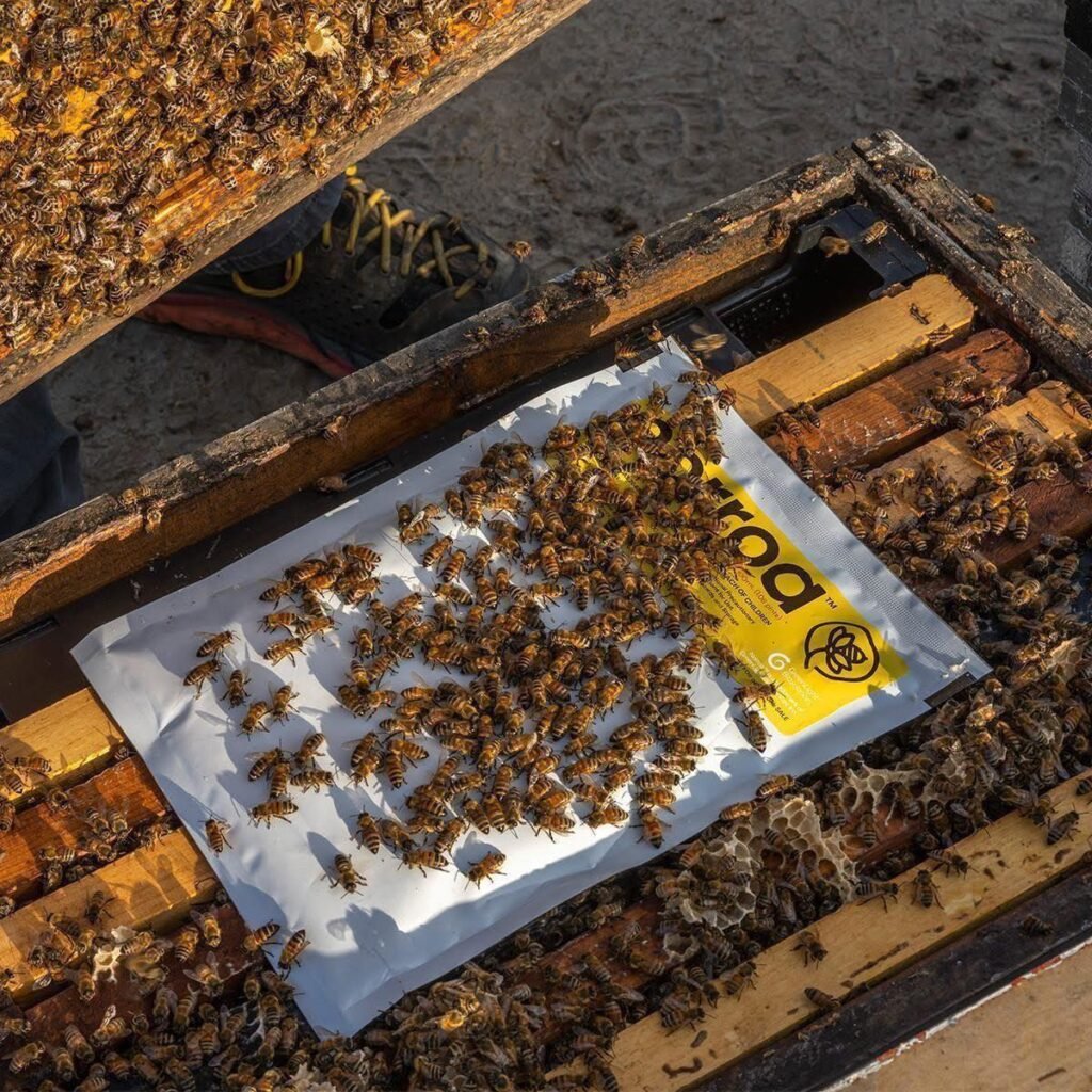 photo of the inside of a box beehive